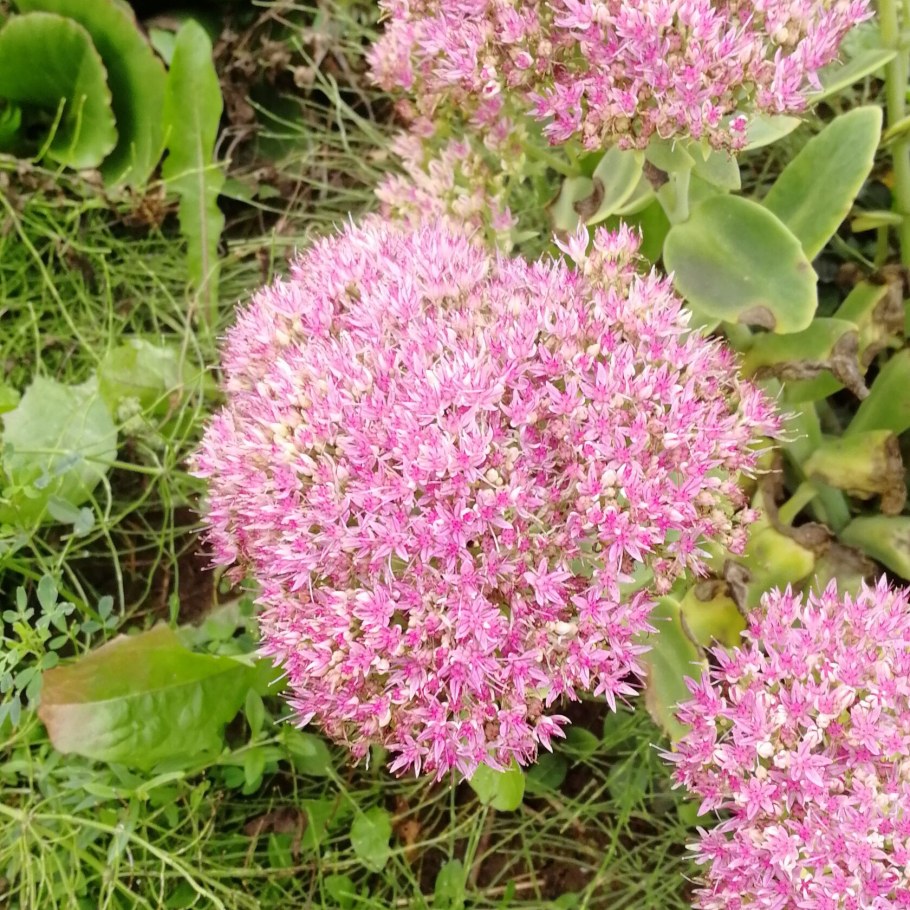 Очиток ложный 'Tricolor'