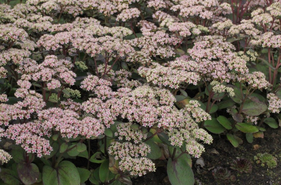 Очиток Матрона