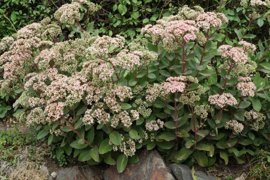 Очиток Атропурпуреа