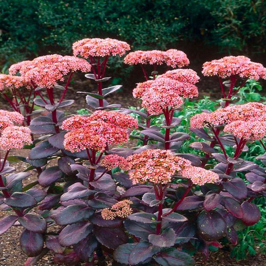 Очиток телефиум Матрона