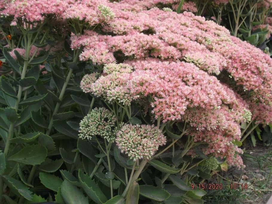 Очиток Abbey Dore