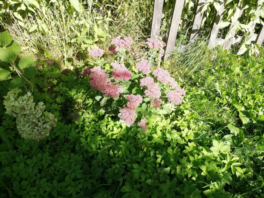 Очиток котовник эхинацея