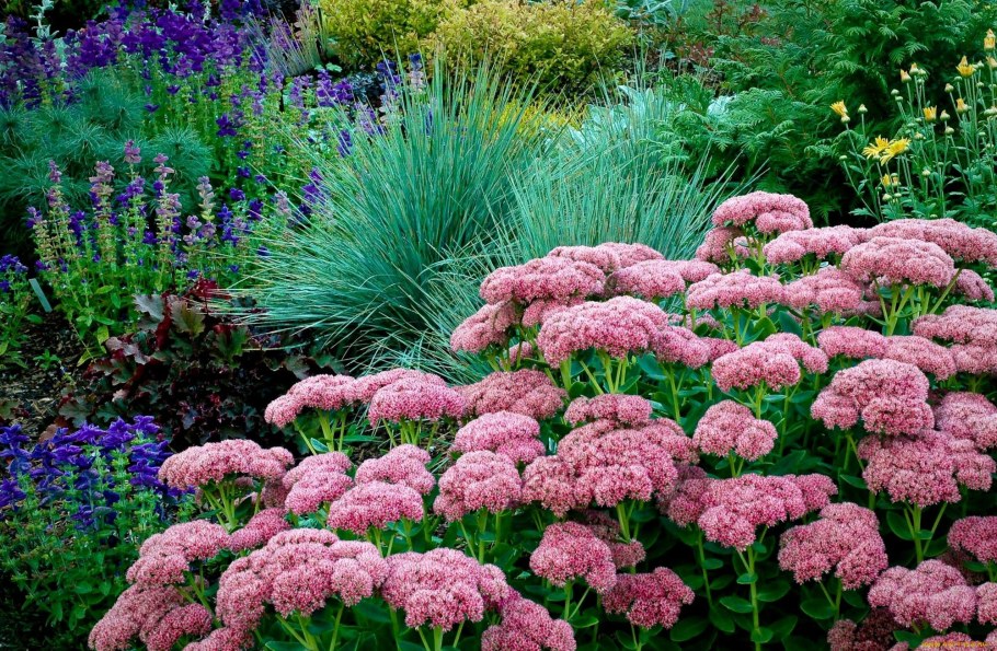 Очиток Видный (Sedum spectabile)