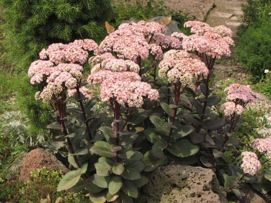 Седум Видный Матрона