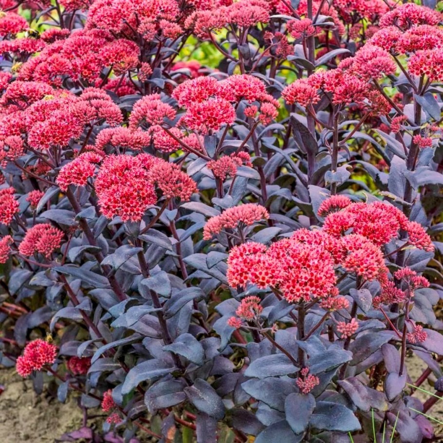 Очиток Хосе Оберджин