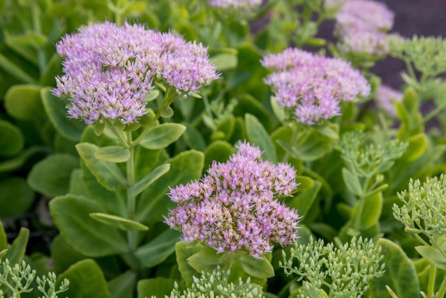 Очиток Эллакомбе (Sedum ellacombianum)