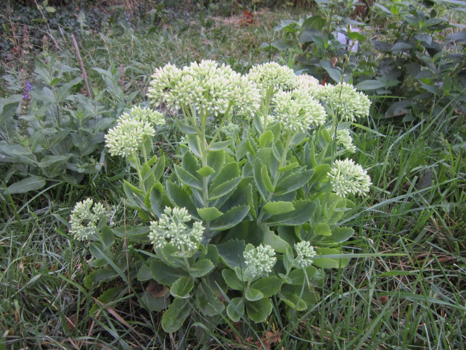 Очиток Видный бриллиант