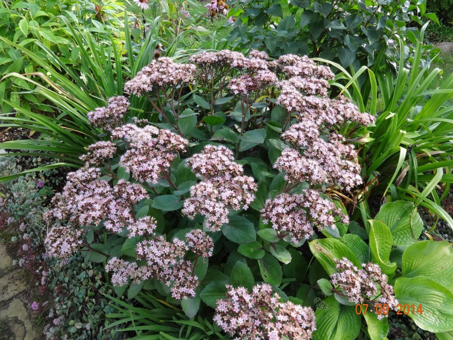 Седум Видный Матрона