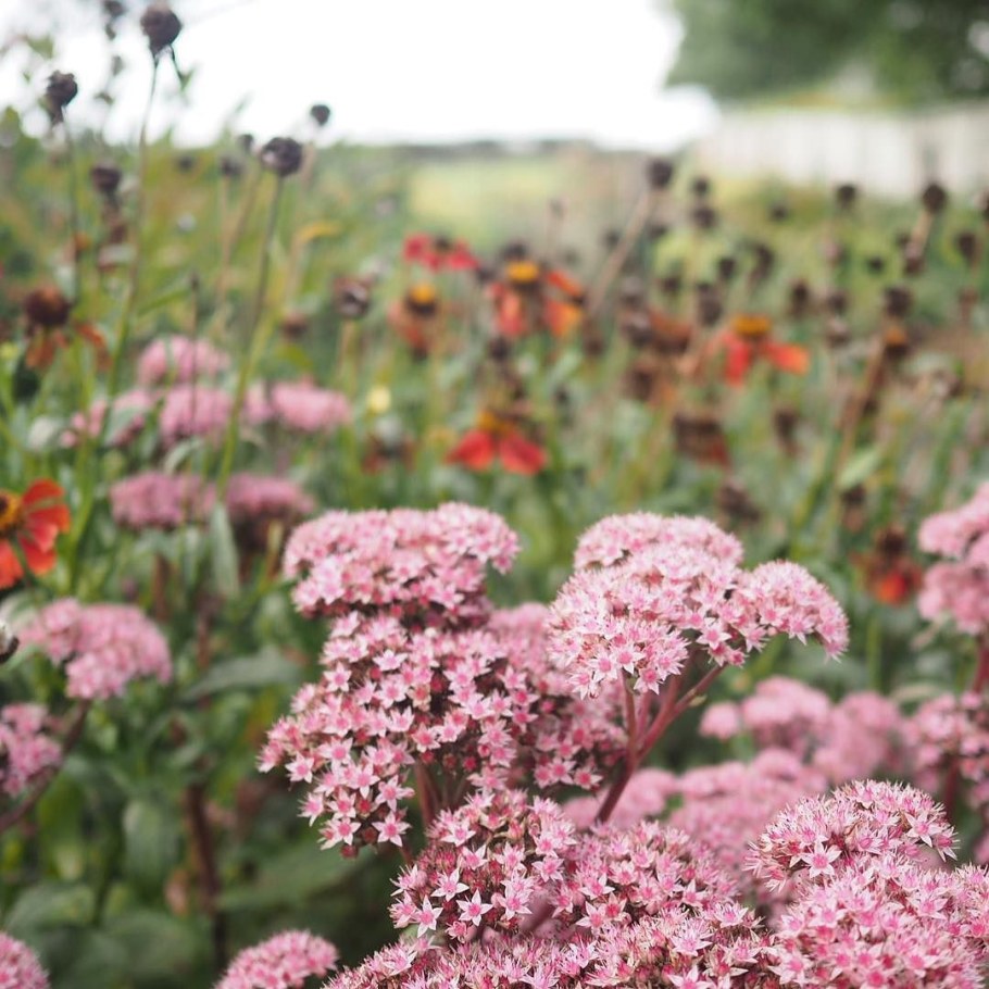 Седум Матрона