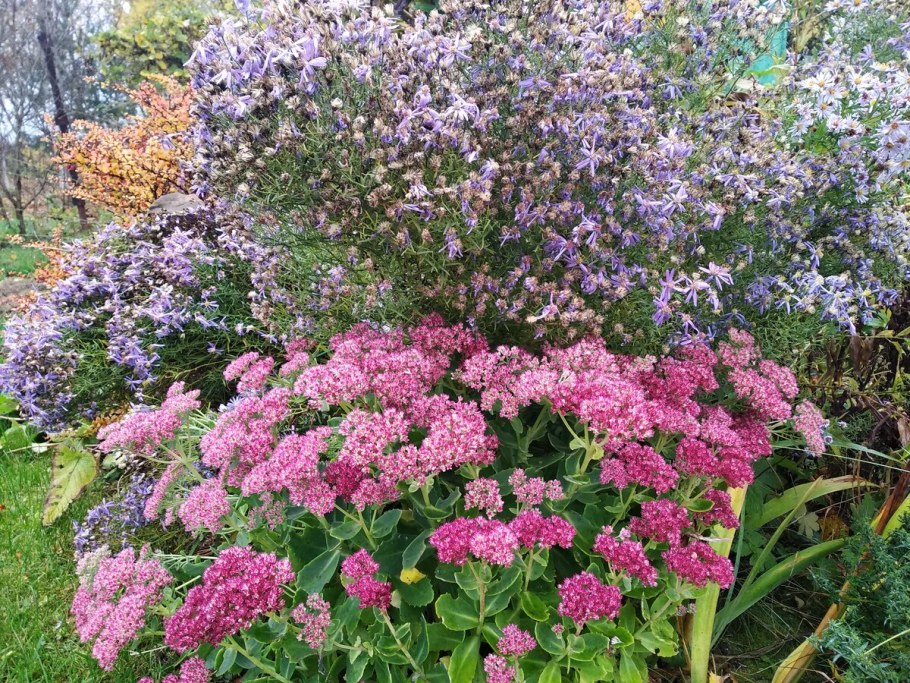 Многолетние астры и Очиток