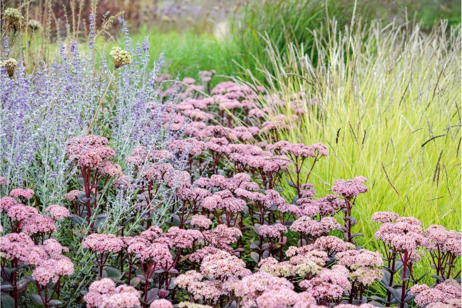 Очиток Матрона