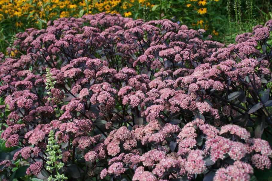 Седум гибридный Ксенокс