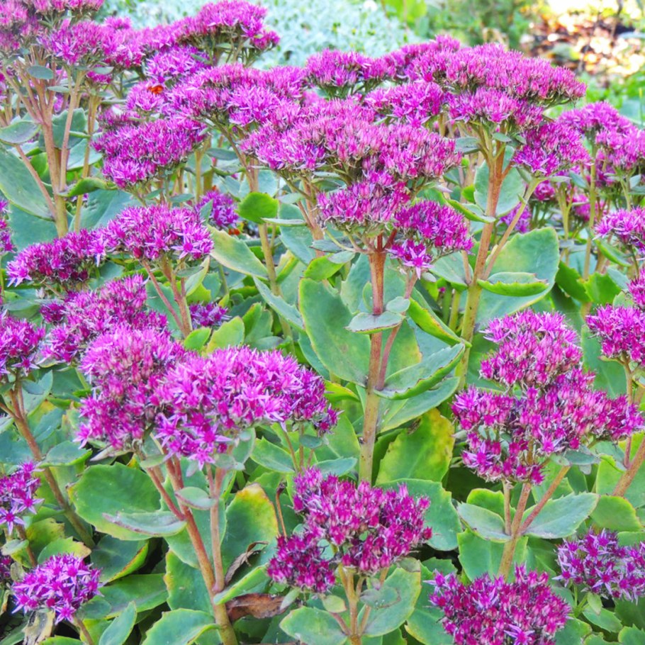 Очиток телефиум Матрона