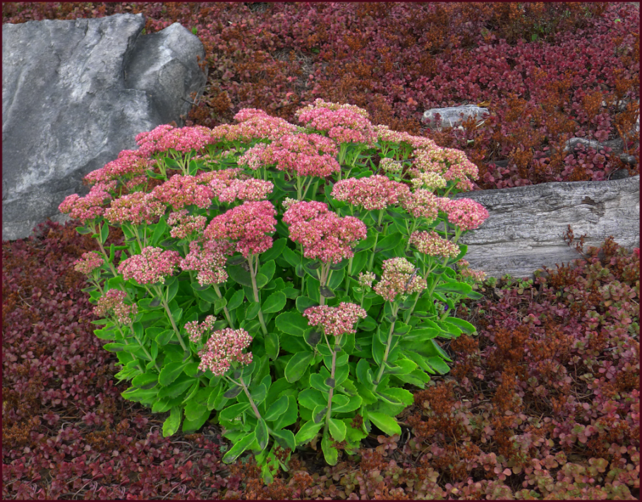 Очиток телефиум Матрона