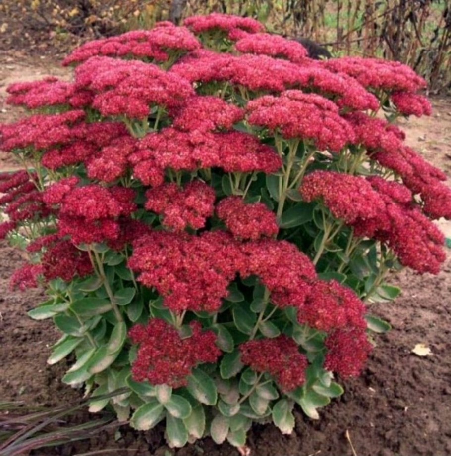 Очиток Видный Кармен