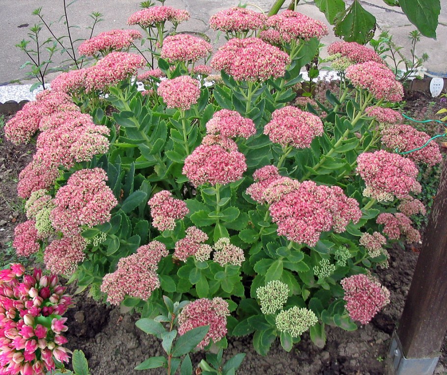 Очиток Видный (Sedum spectabile)