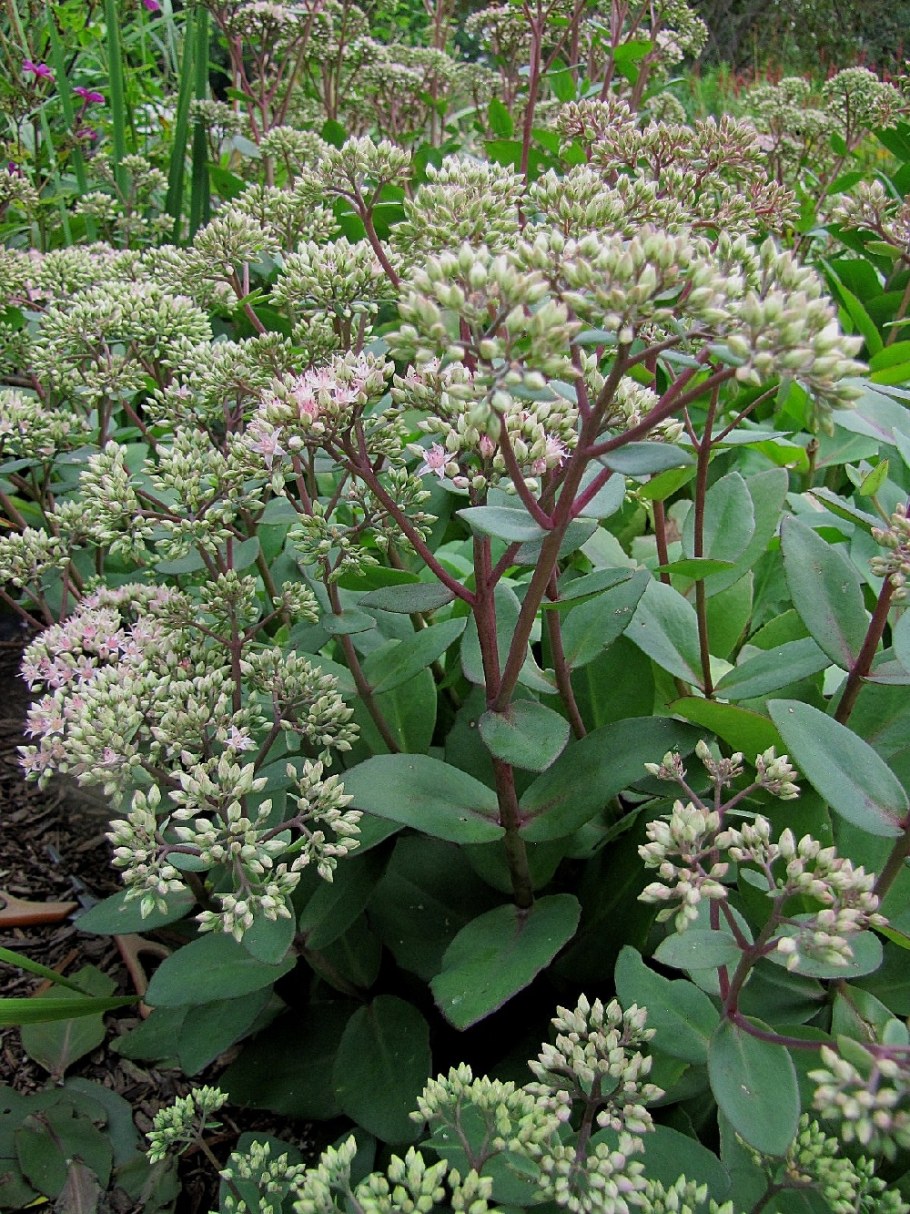 Очиток Видный Матрона