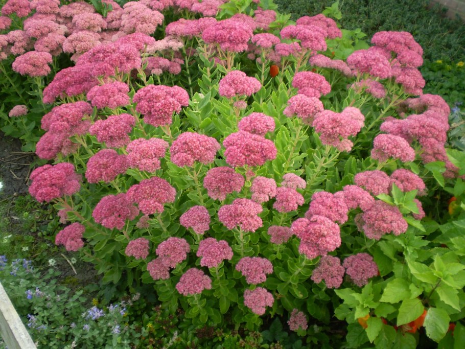 Очиток Видный (Sedum spectabile &#96;Brilliant&#96;)