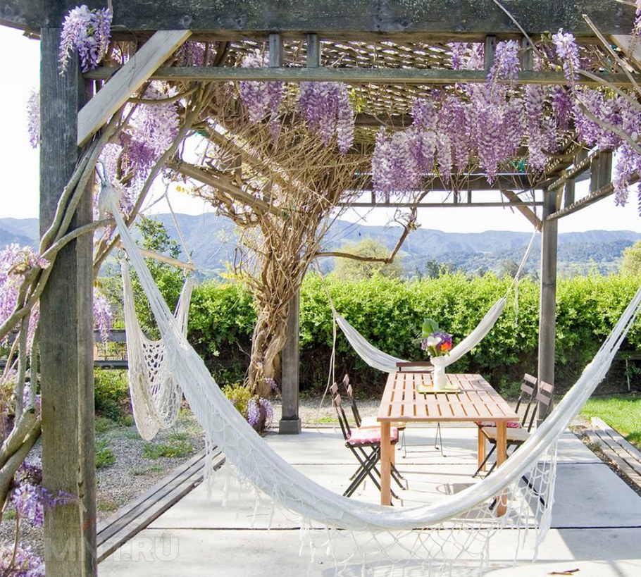 Глициния на перголе