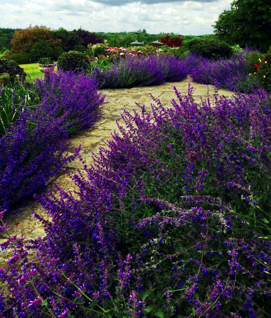 Котовник Фассена (Nepeta