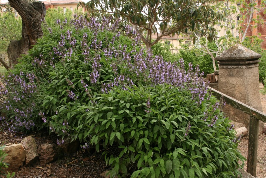 Шалфей Дубравный