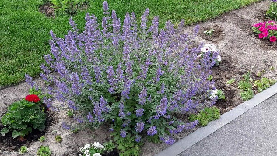 Котовник розовая пантера