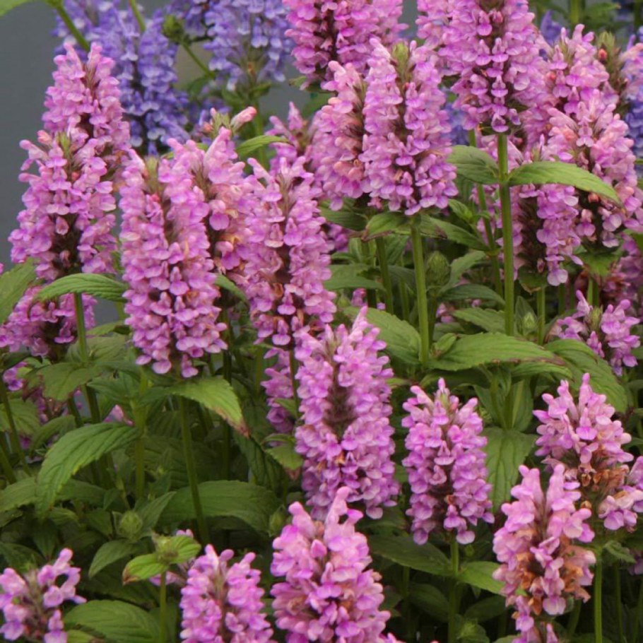 Котовник жильчатый Пинк Кэт