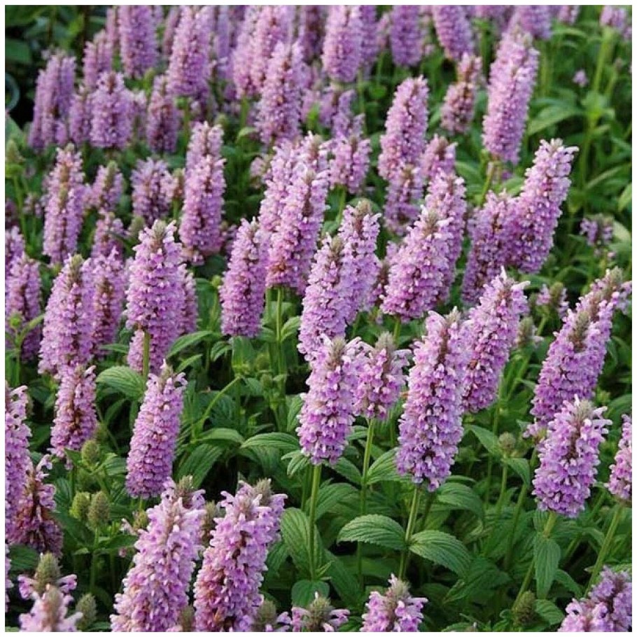 Котовник жилковатый 'Pink Cat'