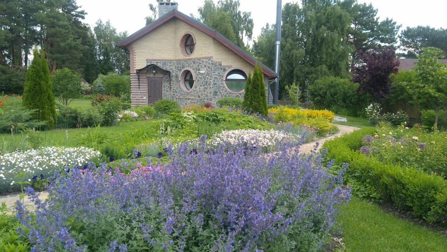 Клумба из шалфея