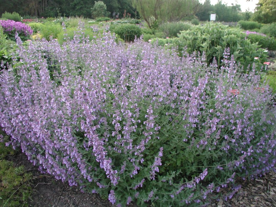 Котовник Фассена (Nepeta faassenii &#96;Six Hills giant&#96;)