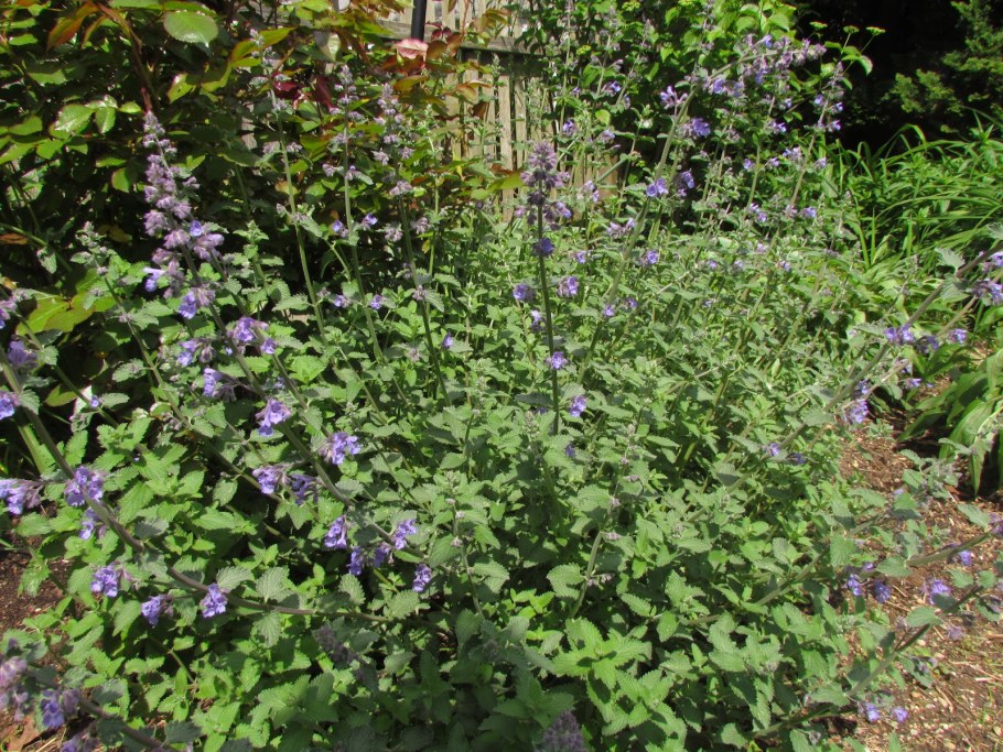 Котовник Фассена purrsian Blue