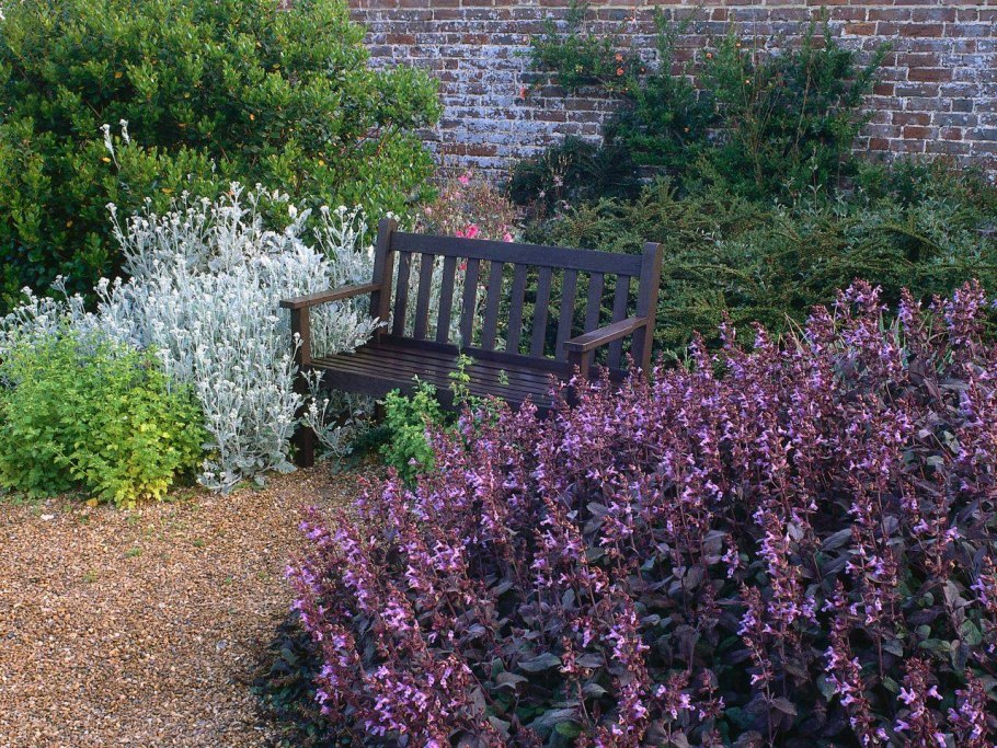 Роза манжетка котовник