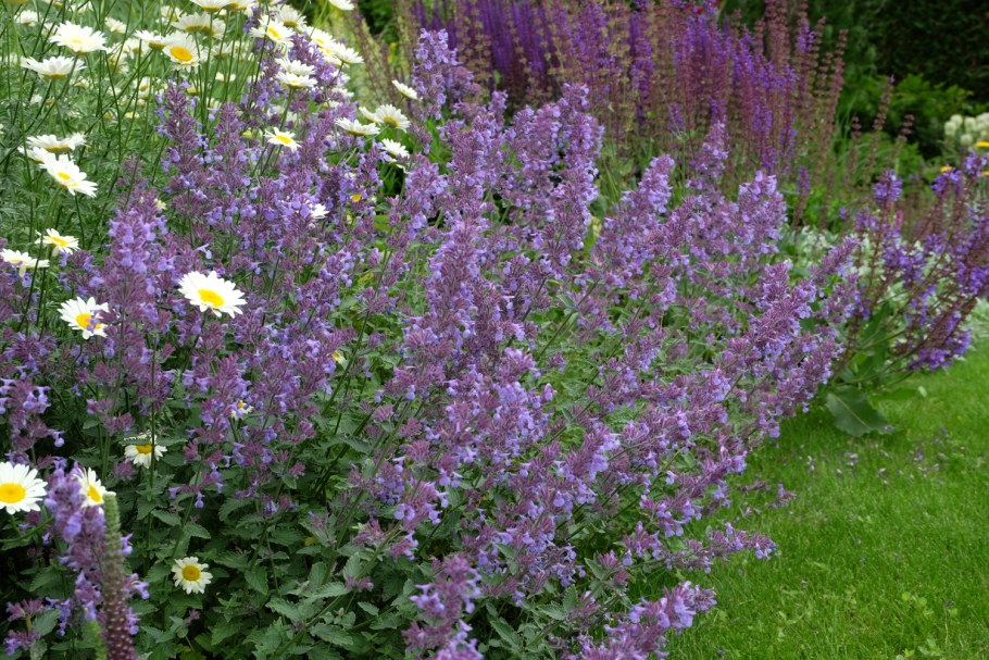 Котовник Фассена уолкерс Лоу