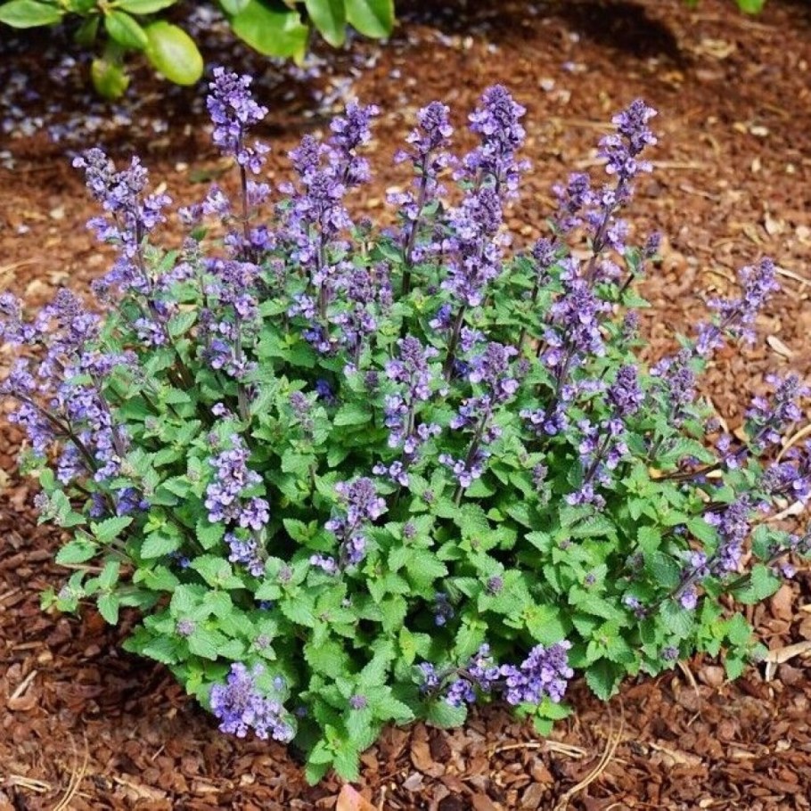 Котовник Фассена Джуниор Валкер