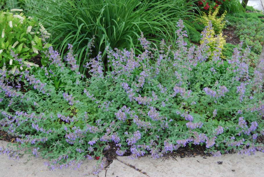 Nepeta faassenii Six Hills giant