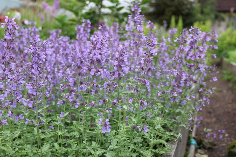 Котовник Фассена рассада