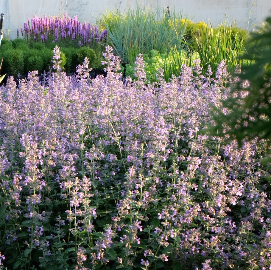 Котовник Фассена Blue Wonder
