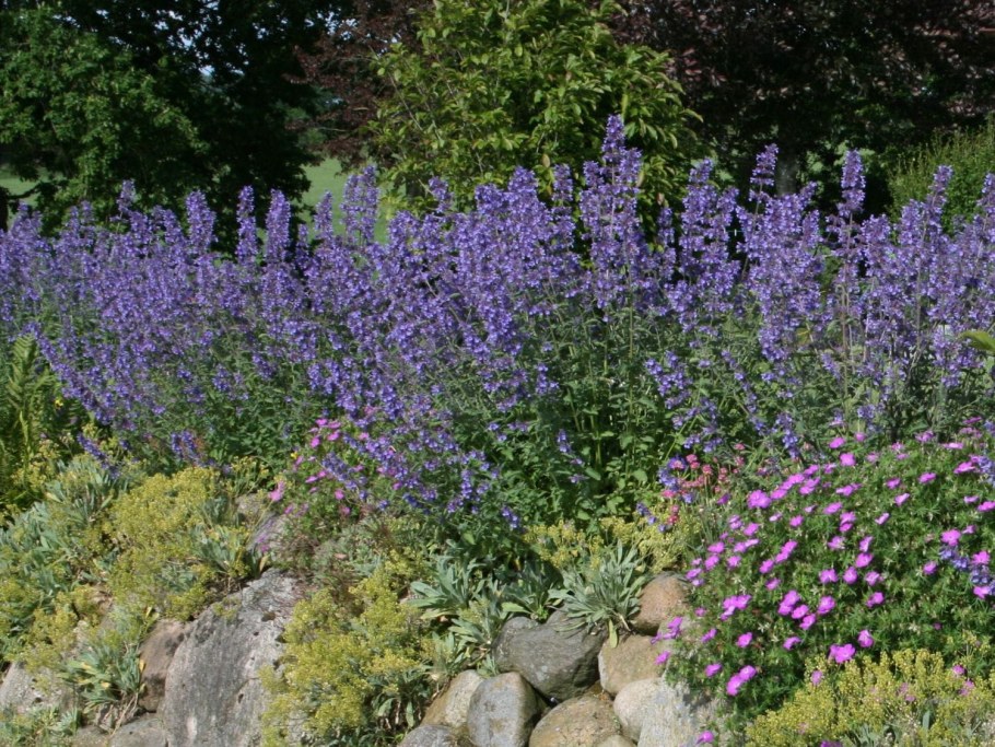 Котовник Луговой