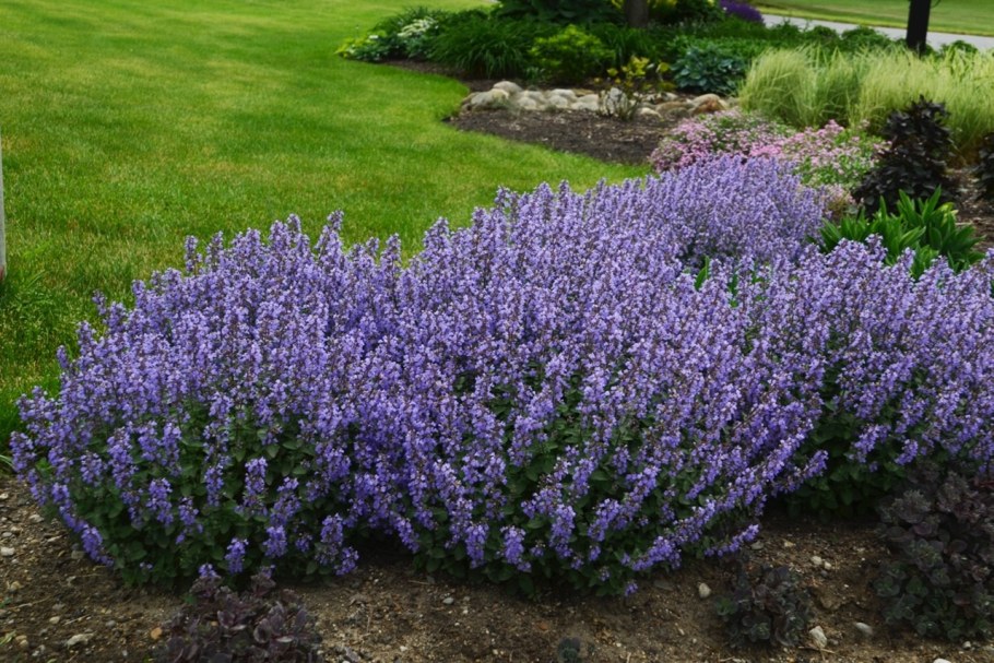 Котовник Фассена 'Kit Cat'