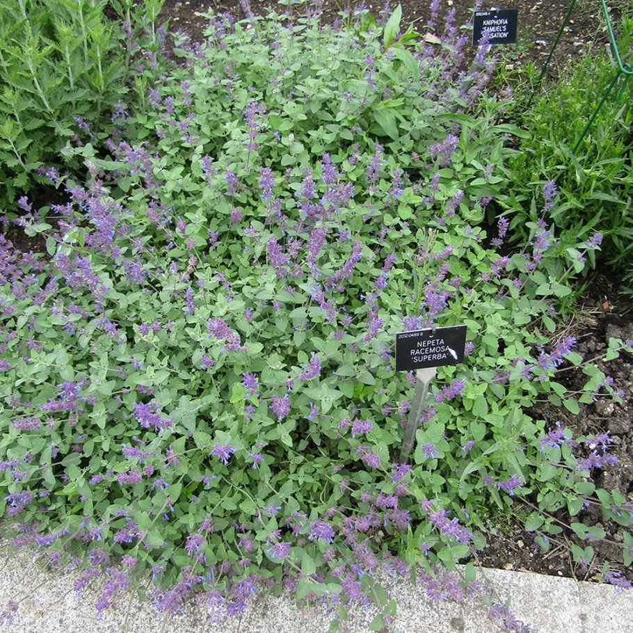 Шалфей и котовник