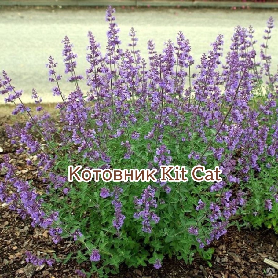 Котовник Фассена (Nepeta faassenii &#96;Dropmore&#96;)