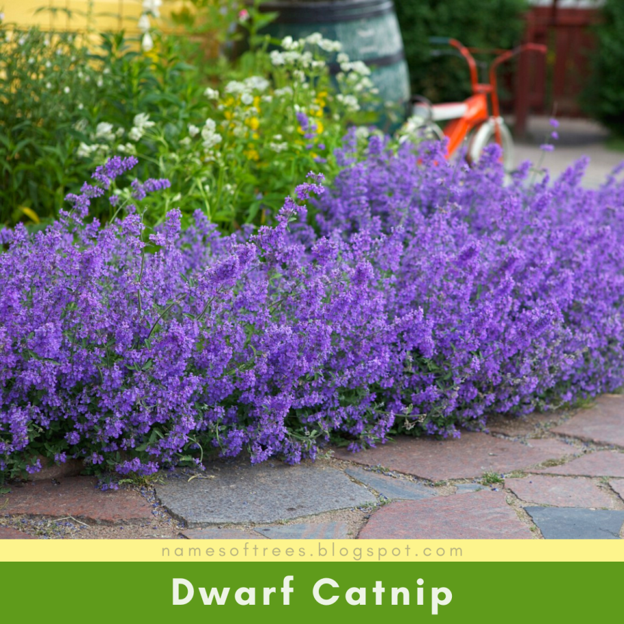 Котовник Фассена Walker's Low