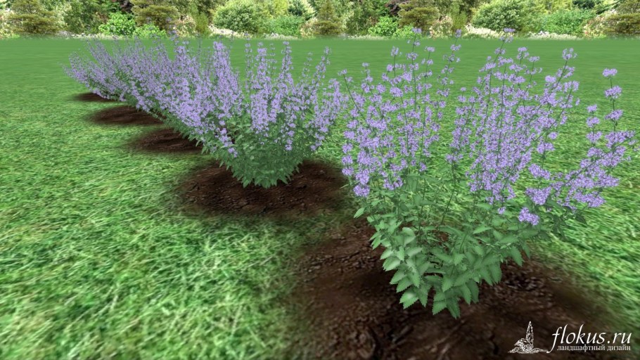 Шалфей котовник манжетка с розами