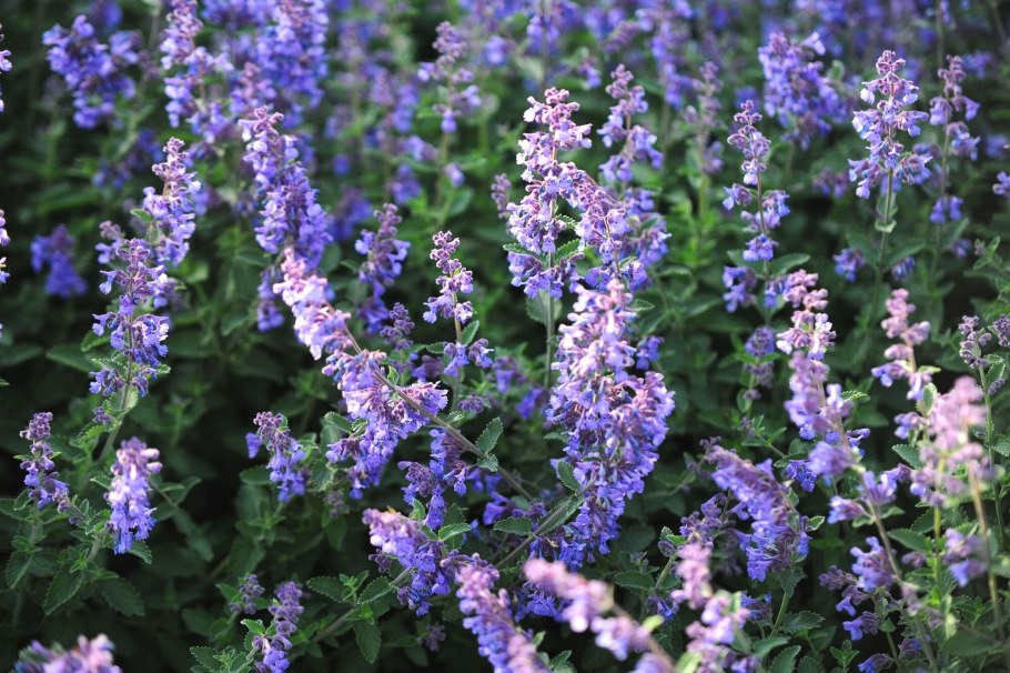 Котовник Фассена (Nepeta faassenii &#96;Six Hills giant&#96;)