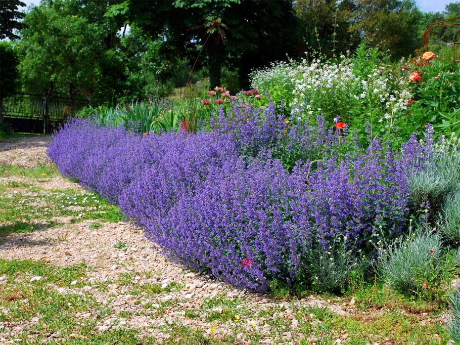 Котовник Six Hills giant