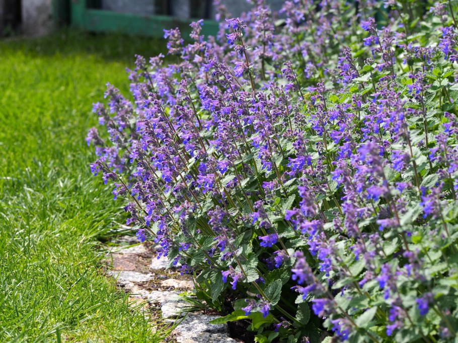 Котовник Фассена (Nepeta faassenii)