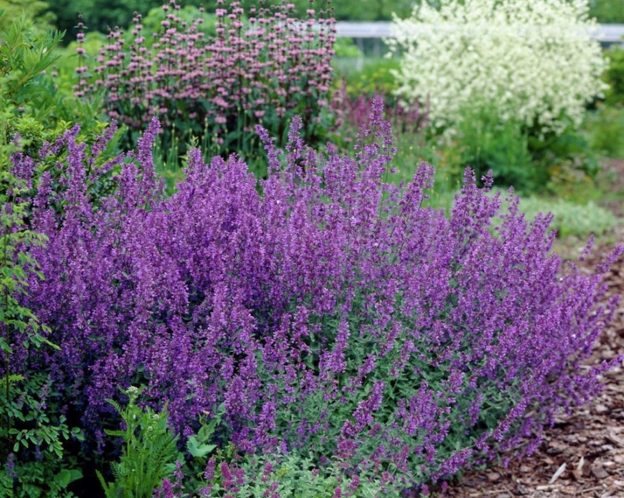 Котовник Фассена уолкерс Лоу