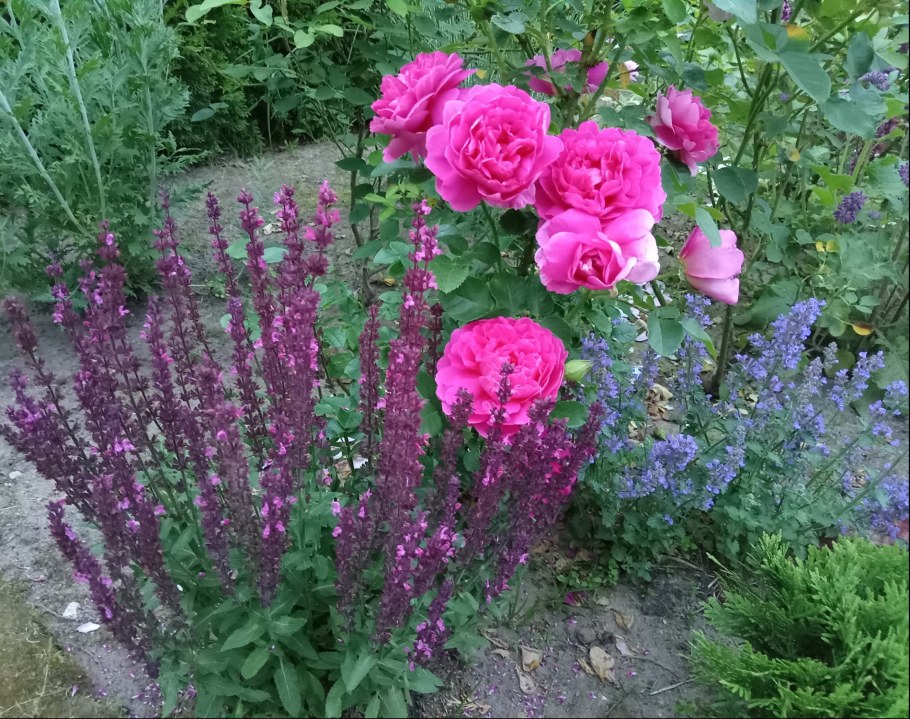 Котовник Перл Хейз