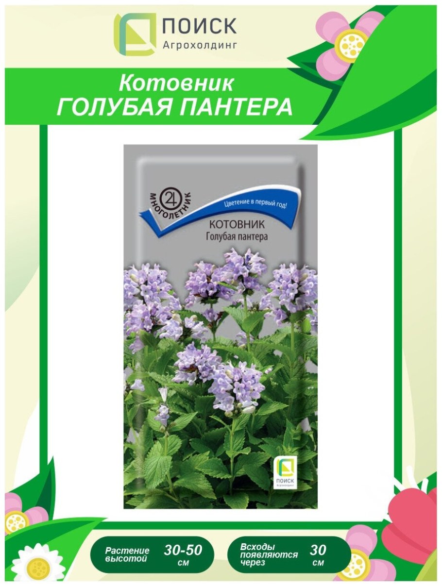 Котовник кошачий голубая пантера