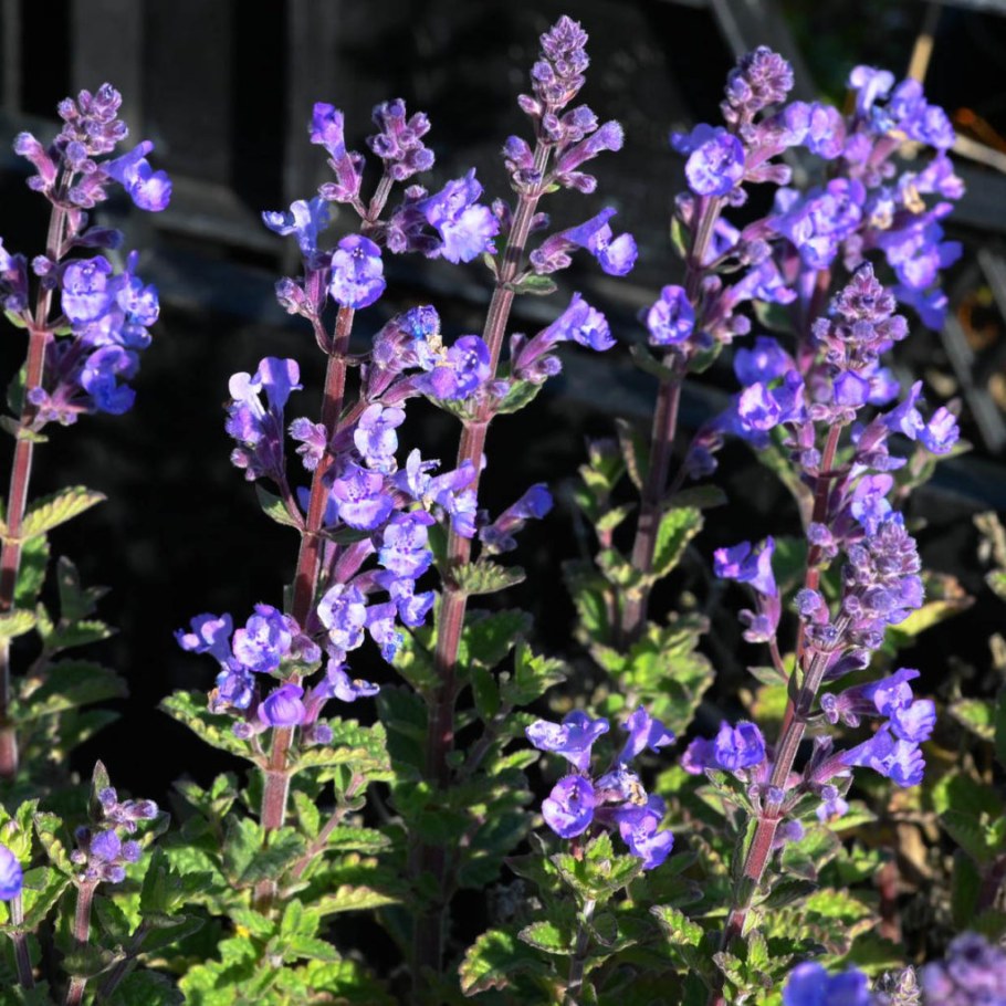 Котовник Персиан Блю